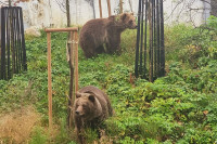 Загреб: У Зоолошки врт стигли медвједи близанци из Словачке