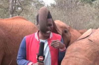 Slon ometao novinara tokom snimanja priloga u Keniji