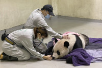 Uginula džinovska panda u zoo vrtu u Tajpeju, poklon od Kine