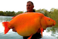 Upecao zlatnu „ribicu“ tešku 30 kilograma