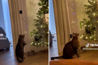 Kako spriječiti ljubimce da sruše božićnu jelku: Dosjetljivi "izum" i zbunjena reakcija mačke