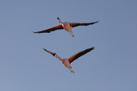 Čile: Broj flamingosa smanjen za 20 odsto