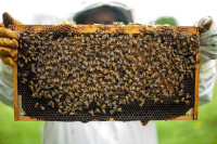 Apiterapeut Dragan Pekić uz pomoć pčela vraća zdravlje