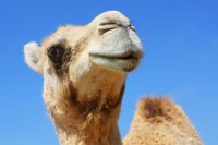 Свјетско првенство у фудбалу и животиње: Избор за мис камила у Катару