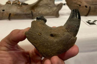 Исушена ријека открила фосилне остатке највеће мачке у Америци
