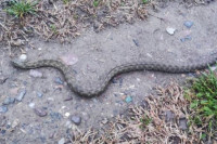 Змија у бањалучком насељу Чесма