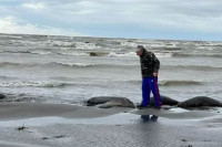 Oko 2.500 uginulih tuljana isplivalo na obalu u ruskom Dagestanu