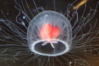 Научници на трагу кључа бесмртности: Помаже им једна медузица