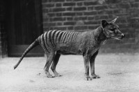 Ostaci posljednjeg tasmanijskog tigra pronađeni u ormaru nakon 85 godina