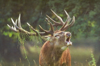 U prirodu NP "Fruška gora" pušten 21 jelen