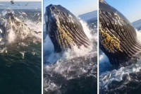 Женка грбавог кита сломљених леђа препливала Пацифик