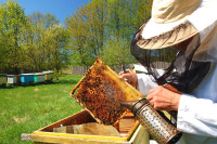 Пчелари задовољни овогодишњим приносом меда