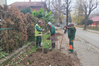 На више локација у Бањалуци подигнути нови и реконструисани постојећи дрвореди