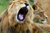 Osam odsto Amerikanaca misli da bi mogli pobijediti lava u borbi