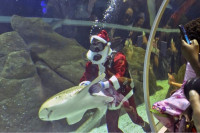 Ронилац Деда Мраз хранио ајкуле у Рио де Жанеиру
