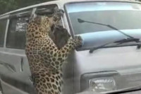 U napadu leoparda u Indiji povrijeđeno 13 ljudi