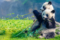 Poslije decenije neuspješnih pokušaja razmnožavanja, jedine pande u Britaniji vraćaju se u Kinu