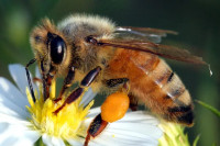 САД одобрио прву вакцину за пчеле