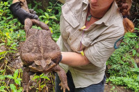 Пронађена жаба невјероватне величине