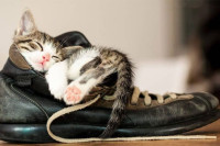 Разлози зашто мачке воле да леже на обући власника