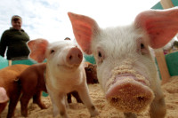 Свиња убила месара у клаоници у Кини