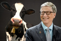 Бил Гејтс уложио у start-up који се бави крављим подригивањем