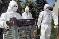 У Истри нови случај високопатогене инфлуенце птичијег грипа
