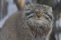 Ријетка врста мачке откривена на највишој планини на свијету