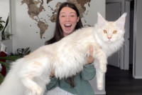 Мачка џин: Људи се чуде када виде колика је