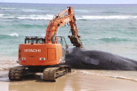 Хаваји: У стомаку угинулог кита рибарске мреже, замке, пластичне кесе...