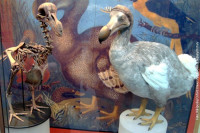 Kompanija za genetski inženjering pokušava da pticu dodo „vrati u život“
