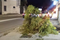 Jaka bura lomi drveće u Herceg Novom, zatvoren tunel Mogren VIDEO