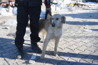 Kopuk – pas heroj: Povrijeđenih šapa i dalje traga za žrtvama
