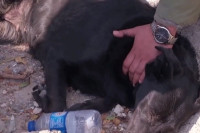 Пас данима чека да извуку његову власницу из рушевина у Турској VIDEO