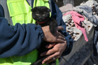 Mačka spašena iz ruševina nakon 178 sati dobila ime Nada