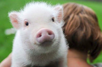 Могу ли свиње да се зноје, има ли никотина у парадајзу? Четири чињенице које сигурно нисте знали!