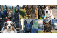 Пси трагачи - велика помоћ спасиоцима, нада људима под рушевинама ФОТО, ВИДЕО