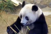 Вољена панда Сјанг Сјанг напустила Јапан, тражиће јој партнера у Кини