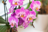 Orhideja može biti pod stresom - kako je sačuvati