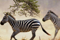 Сада знамо од чега зебру штите црно-бијеле пруге