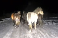 Дивљи коњи снимљени у "ноћној шетњи" на дионици пута у околини Ливна