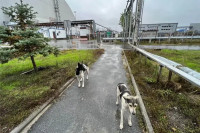 Naučnici otkrili da su psi lutalice u Černobilju „genetski različiti“ 40 godina poslije havarije