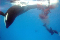 Крвави пир – двије орке у једном „храњењу“ убиле 17 ајкула