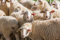 Овце помажу у очувању Помпеје