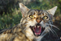 Mačke krive za nestanak dvije trećine autohtonih australijskih vrsta sisara