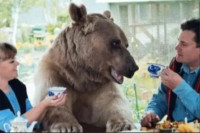 Пар удомио медвједа: Са љубимцем од пола тоне једу, пију чај и гледају ТВ  VIDEO