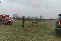 Policajci usmrtili zebru, tvrde da ih je proganjala