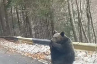 Šumar naletio na ženku mrkog medvjeda kako sjedi na asfaltu
