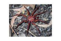 Аустралија: Научници открили нову врсту великог паука