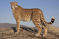 U Indiji rođena četiri geparda, vrste koja je istrijebljena prije 70 godina